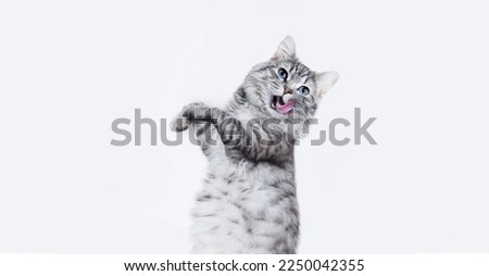 Portrait of jumping happy cat. Cute smiling dancing cat on white background. Free space for text. Wide angle horizontal wallpaper or web banner. Royalty-Free Stock Photo #2250042355