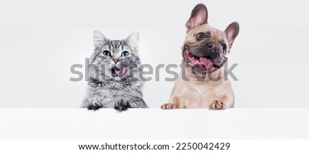 Funny large longhair gray kitten with beautiful big eyes and dog of the French Bulldog breed on white table. Lovely fluffy cat licking lips. Free space for text. Mockup for your product.  Royalty-Free Stock Photo #2250042429