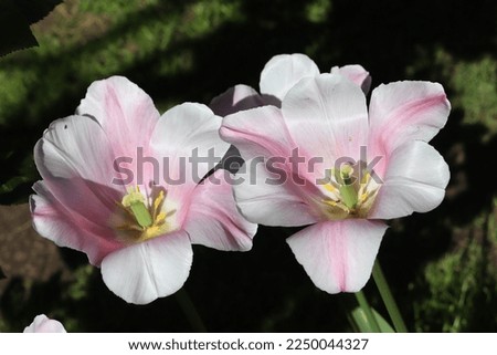 Silver and pink color Triumph Tulips (Tulipa) Mistress Mystic flower in a garden in June 2022