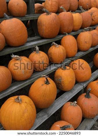 A picture of pumpkins on a rack