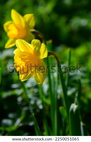 Bright yellow daffodils in the garden on a sunny day. Stock Photo