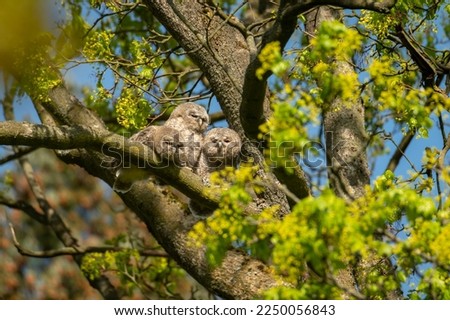 three young tawny owls looking straight down from a spring maple tree in the middle of the Moravian forest in Brno, Czech Republic
