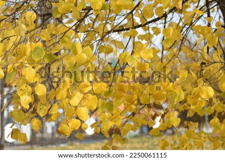 Autumn in the park. Color photo.