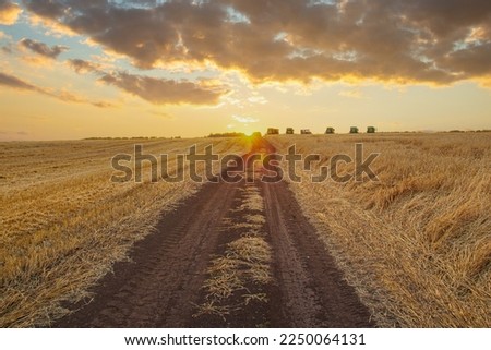 Landscape of sky with golden clouds over a field of ripe wheat at sunset. Dirt road between cereal fields. Autumn harvest season. Farming agricultural background