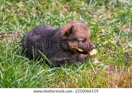A small brown puppy with a dry autumn leaf in its teeth