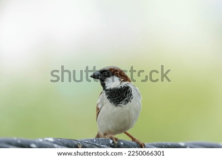 Sparrow sitting on a high line electric cable