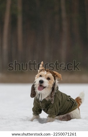 Jack Russell Terrier in a green jacket and hat with earflaps. Snowing. Dog in the forest in winter. Background for the inscription.