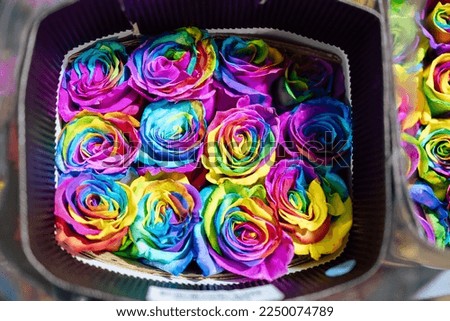 Fresh and beautiful flower of multicolor roses for floral background, rainbow rose