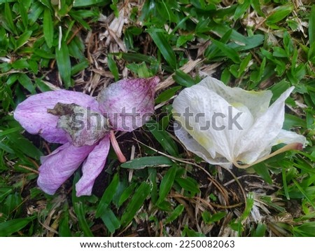 Nature dry dead pink  and white orchid flower