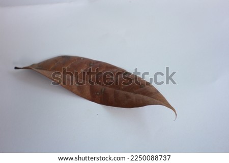 dry leaf only 1 over plain white background.