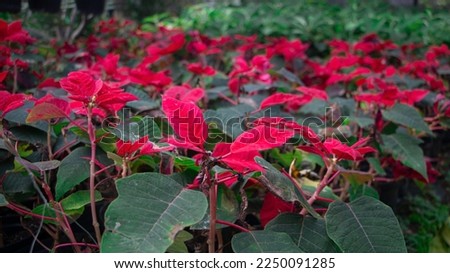 Beautiful poinsettia in the houseplant. traditional christmas flower