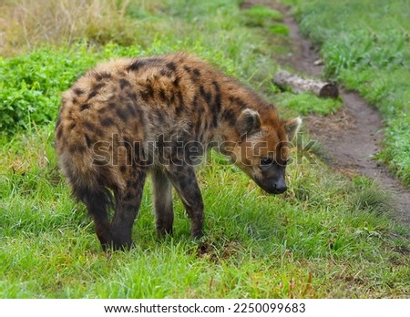 The spotted hyena is a highly successful animal, being the most common large carnivore in Africa.