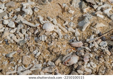 closeup photo of pile of dead coral and dead clam shell on the beach 