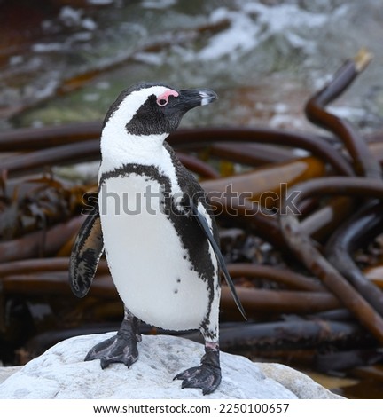 The African penguin, also known as Cape penguin or South African penguin, is a species of penguin confined to southern African waters.