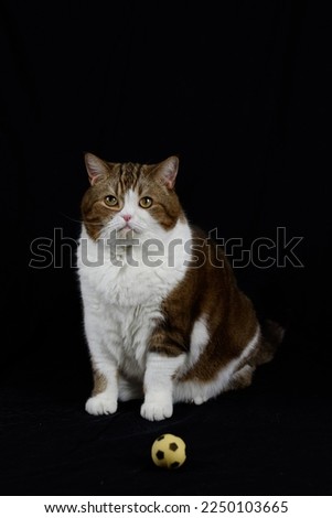 portrait of big majestic three haired cat lying on black background, small yellow ball toy ahead, vertical photo