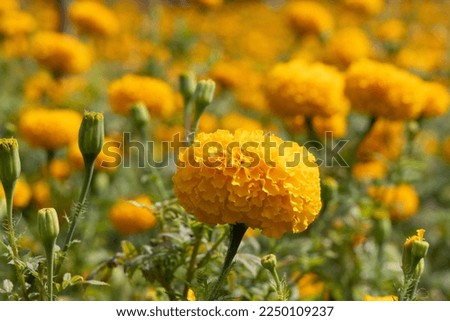 Beautiful Marigold flower (Tagetes erecta, Mexican, Aztec or African marigold) in the garden.