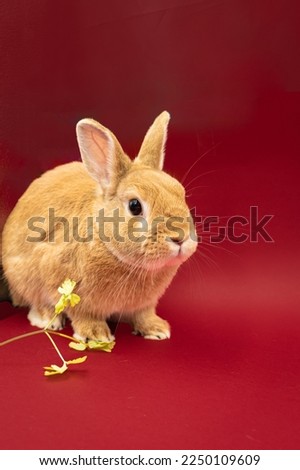 Adorable pet rabbit against red background with copy space