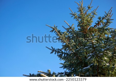 Christmas tree with snow on the background of the sky. Horizontal photo.