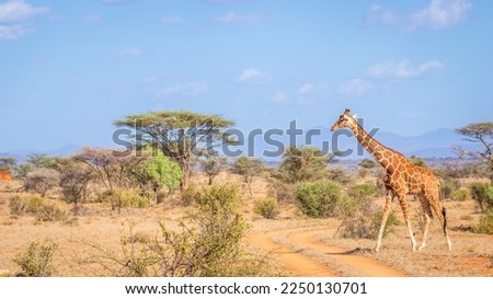 Reticulated giraffe (Giraffa camelopardalis reticulata) walking by in a breathtaking landscape, Samburu National Reserve, Kenya. Royalty-Free Stock Photo #2250130701