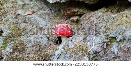 fly agaric mushroom Alice in wonderland