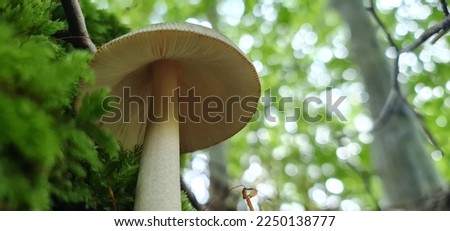 fly agaric mushroom Alice in wonderland