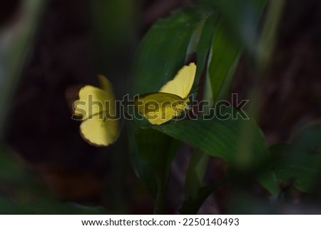 yellow butterflys,Yellow butterfly perched on green grass. This yellow butterflys is called common grass yellow. This photo was taken in Thailand.A photo of a wild yellow butterfly in the  natural.