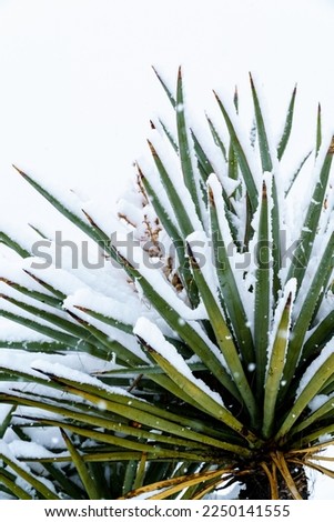 Mojave Yucca with snow on the leaves in the Mojave Desert, California
