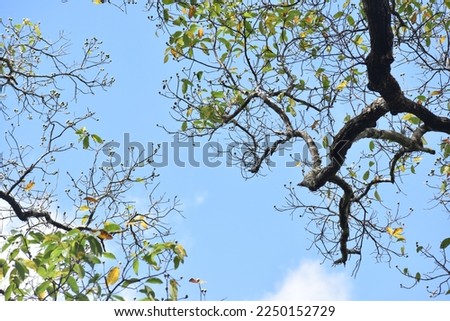 Nature pictures,This is a beautiful view under the tree,A tree under clear blue sky,Green leaves ,Look up on the branches.thailand.