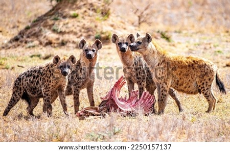 Spotted Hyenas Kenya East Africa Royalty-Free Stock Photo #2250157137