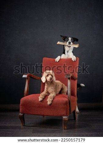 Dogs in the chair. Retro picture with pets. border collie and poodle on a red chair in studio