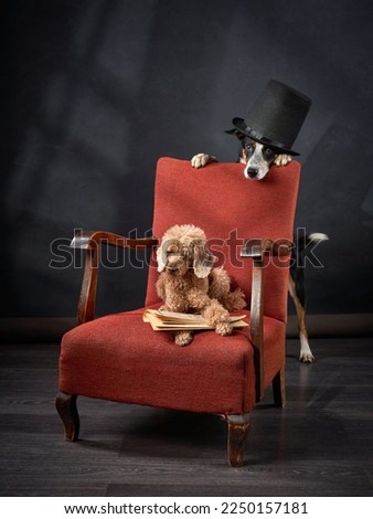 Dogs in the chair. Retro picture with pets. border collie and poodle on a red chair in studio