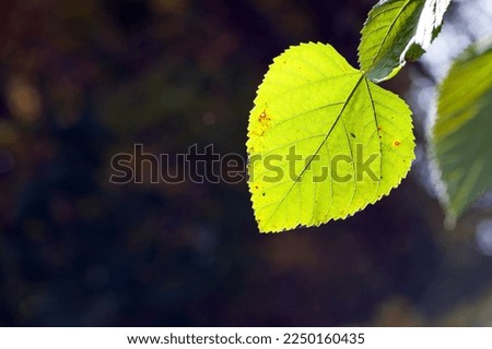 leaves on a tree branch. background with green spring leaves. close-up, green leaves on a tree in the rays of the spring sun. In the park on a sunny day. isolated leaf, natural background