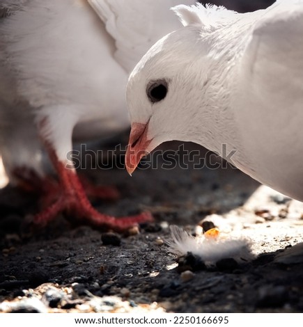 A beautiful picture of a pigeon taking food with its beak.
