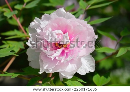 Tree peony pink flower - Latin name - Paeonia x suffruticosa