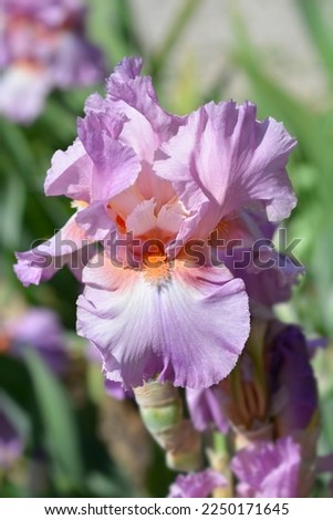Tall bearded iris Persian Berry flower - Latin name - Iris barbata elatior Persian Berry Royalty-Free Stock Photo #2250171645