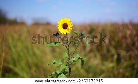 Sunflower, yellow flower, blurred background, field in the background