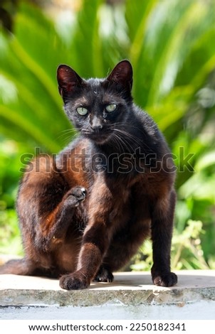 Black and brown cat enjoys the sun outdoors in a green garden of Procida Island, Italy