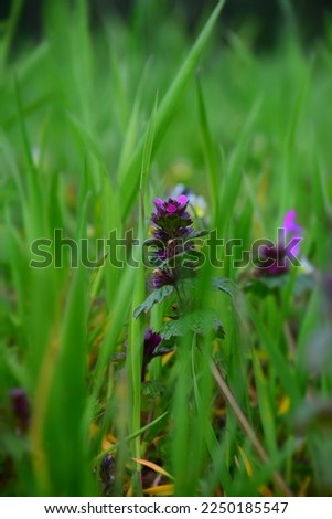 Medicinal plants of purple Lamium Purpureum flowers in the field. Stock Photo