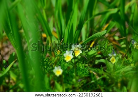 White and yellow wild pansy in bloom on a sunny day. Stock Image
