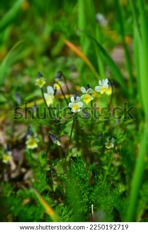 White and yellow wild pansy in bloom on a sunny day. Stock Image