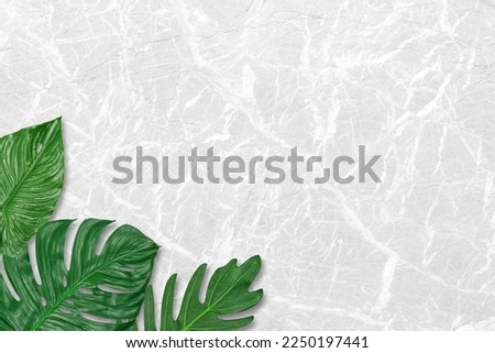 Green fresh monstera leaves, tropical leaves, on gray marble pattern texture background, Flat lay, top view. Tropical plant.                          