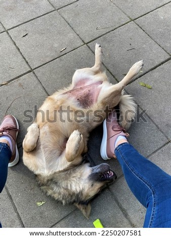 A stray dog playing and rubbing its back Royalty-Free Stock Photo #2250207581