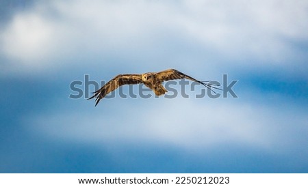 Black- breasted Kite in Darwin, Australia Royalty-Free Stock Photo #2250212023