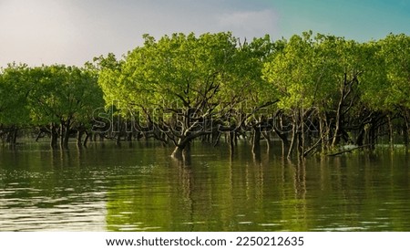 Mangrove trees in Charles Darwin National Park Royalty-Free Stock Photo #2250212635