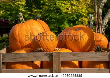 Pumpkin market. Organic orange pumpkins in wooden box. Autumn harvest. Agricultural autumn background.