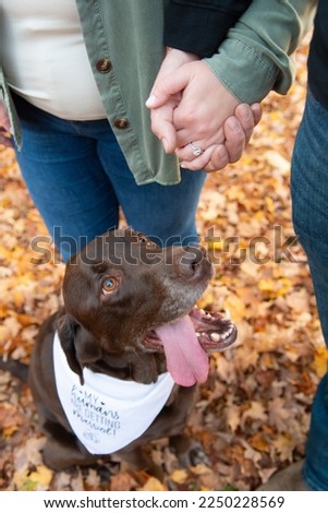 close up of Labrador retriever dog looking up at parents holding hands above his head while outside on fall leaves