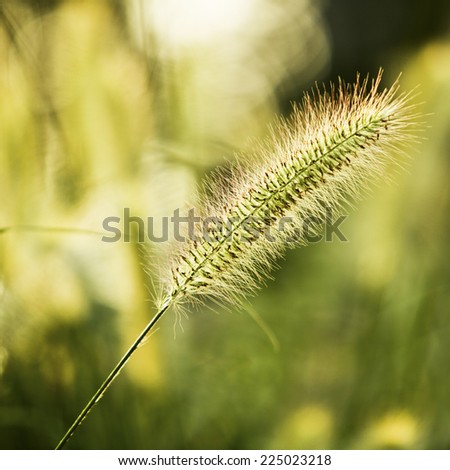 Green bristle grass Reed