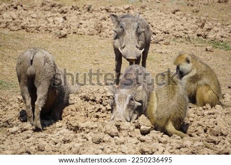 Warthogs and Yellow Baboons digging the ground together for food in South Luangwa National Park in Zambia