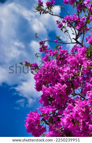 Thassos island, beautiful bougainvillea flowers.Travel Europe, holidays in Greece.