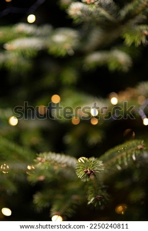PINE NEEDLES. CHRISTMAS TREE. HOLIDAY LIGHT